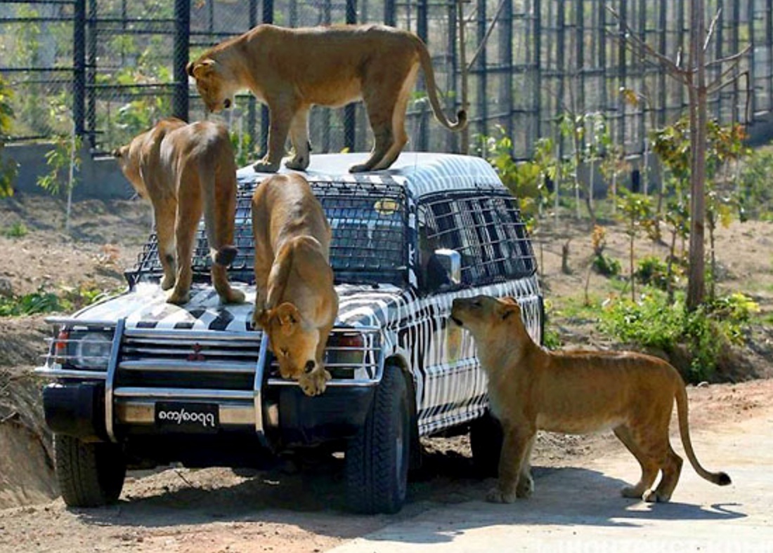 Итальянцы, немцы и чехи построят гигантский сафари-парк